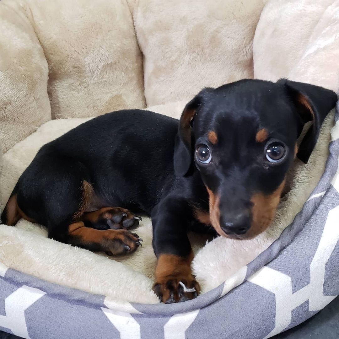 Lilliput, Anne's miniature dachshund